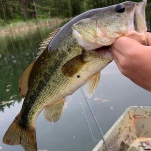 Meet your Posher, Logan